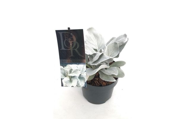 Senecio Angel Wings, pot 17 cm, h 15 cm - afbeelding 1