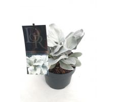 Senecio Angel Wings, pot 17 cm, h 15 cm - afbeelding 1