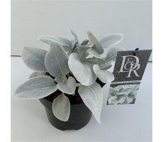 Senecio Angel Wings, pot 17 cm, h 15 cm - afbeelding 3