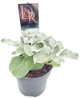 Senecio Angel Wings, pot 17 cm, h 15 cm - afbeelding 4