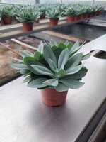 Senecio cephal. 'Mountain Fire, pot 10,5 cm, h 15 cm - afbeelding 1