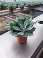 Senecio cephal. 'Mountain Fire, pot 10,5 cm, h 15 cm