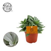 Senecio cephal. 'Mountain Fire, pot 10,5 cm, h 15 cm - afbeelding 2