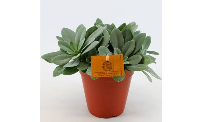 Senecio cephal. 'Mountain Fire, pot 12 cm, h 20 cm