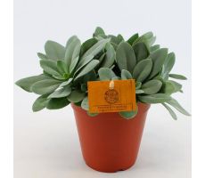 Senecio cephal. 'Mountain Fire, pot 12 cm, h 20 cm