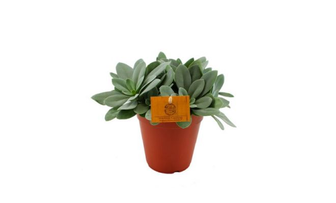 Senecio cephal. 'Mountain Fire, pot 15 cm, h 25 cm