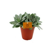 Senecio cephal. 'Mountain Fire, pot 15 cm, h 25 cm