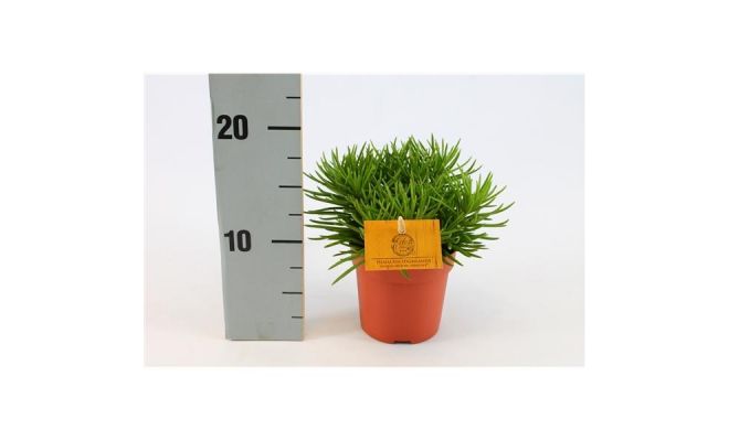 Senecio archeri 'Himalaya, pot 10,5 cm, h 15 cm - afbeelding 1