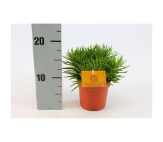 Senecio archeri 'Himalaya, pot 10,5 cm, h 15 cm - afbeelding 2