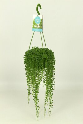 Senecio rowleyanus, pot 14 cm, h 25 cm