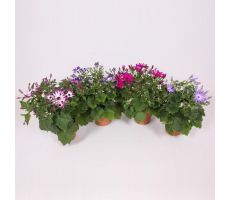 Senecio Senetti, pot 17 cm