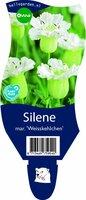 Silene mar. Weisskehlchen P11 - afbeelding 3