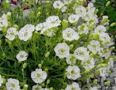 Silene mar. Weisskehlchen P11 - afbeelding 2