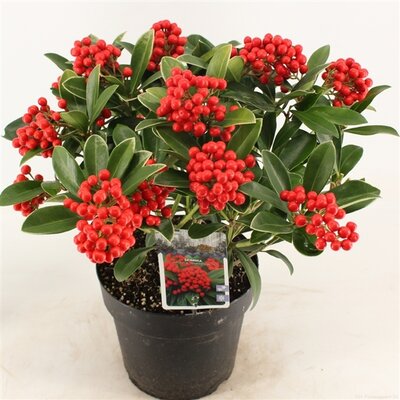 Skimmia jap. 'Temptation, pot 13 cm, h 25 cm