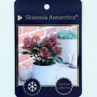 Skimmia japonica Antartica, p 11, h 30 cm - afbeelding 4