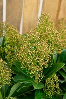 Skimmia japonica Illusion, p 19, h 45 cm - afbeelding 2