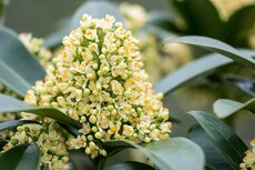 Skimmia japonica Illusion, p 19, h 45 cm - afbeelding 3