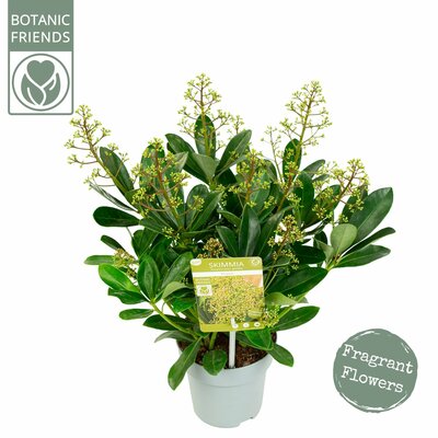 Skimmia japonica Illusion, p 19, h 45 cm - afbeelding 1