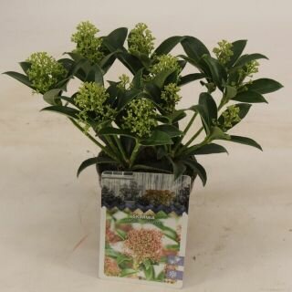Skimmia japonica 'Marlot, pot 10,5 cm, h 10 cm