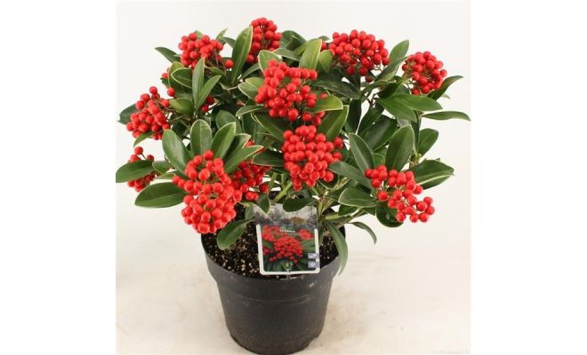 Skimmia japonica 'Red Berry Bee, p 17 cm, h 30 cm - afbeelding 1