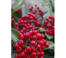 Skimmia japonica 'Red Berry Bee, p 17 cm, h 30 cm - afbeelding 2