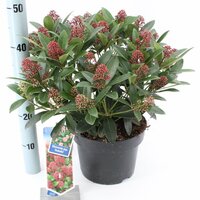 Skimmia japonica Rubella, p 15, h 30 cm - afbeelding 1