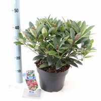 Skimmia japonica Rubella, p 15, h 30 cm - afbeelding 2