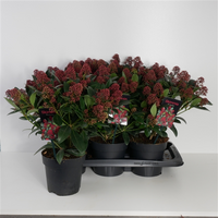 Skimmia japonica rubella, pot 17 cm, h 30cm - afbeelding 2