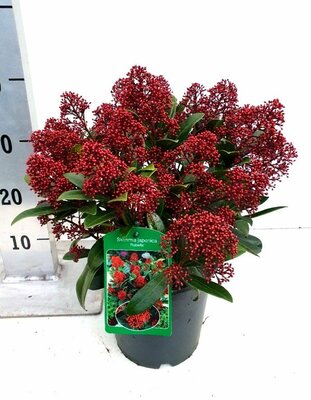 Skimmia japonica rubella, pot 17 cm, h 30cm - afbeelding 1