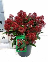Skimmia japonica rubella, pot 17 cm, h 30cm - afbeelding 1