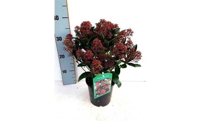 Skimmia japonica 'Rubella, pot 21 cm, h 50 cm