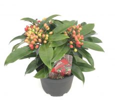 Skimmia Japonica Subsp. Reevesiana, p 15, h 30 cm - afbeelding 4