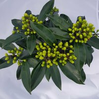 Skimmia Japonica Subsp. Reevesiana, p 15, h 30 cm - afbeelding 3