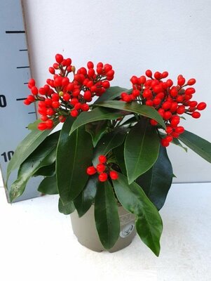 Skimmia Japonica Subsp. Reevesiana, p 15, h 30 cm - afbeelding 1