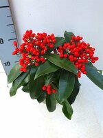 Skimmia Japonica Subsp. Reevesiana, p 15, h 30 cm - afbeelding 2