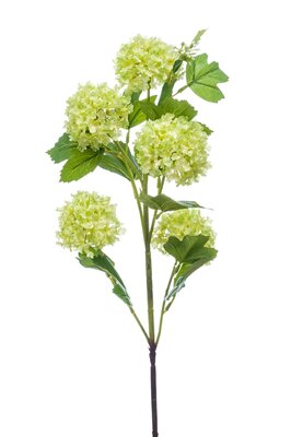 Sneeuwbalsteel, 75 cm, lichtgroen