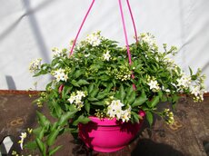 Solanum jasminoides hangpot potmaat 27cm planthoogte 40cm