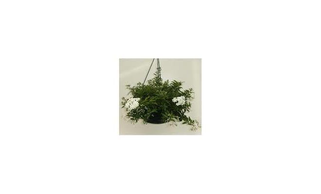 Solanum jasminoides hangpot potmaat 27cm planthoogte 50cm