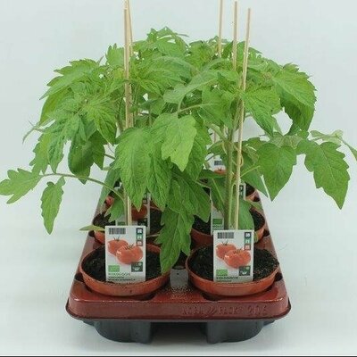 Solanum lycopersicum, pot 13 cm, h 45 cm