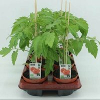 Solanum lycopersicum, pot 13 cm, h 45 cm