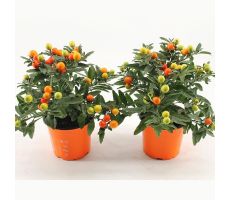 Solanum pseudocapsicum potmaat 12cm planthoogte 25cm