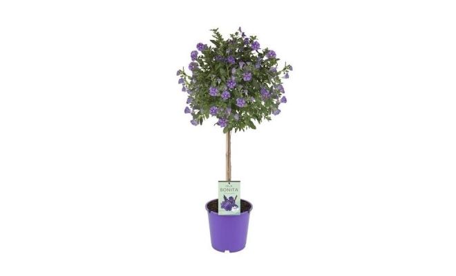 Solanum rantonnetii P19, stam 70 cm