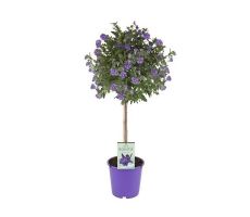 Solanum rantonnetii P19, stam 70 cm