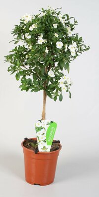Solanum White Charles P19