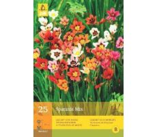 Sparaxis mix 25st - afbeelding 2