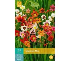 Sparaxis mix 25st - afbeelding 4