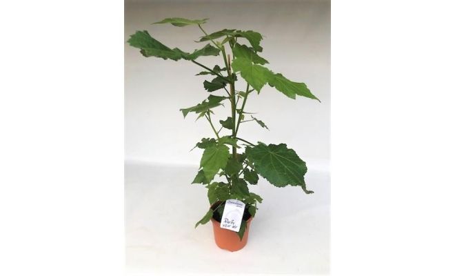 Sparmannia Aficana, pot 17 cm, meerdere variaties