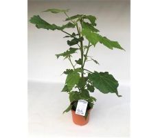 Sparmannia Aficana, pot 17 cm, meerdere variaties