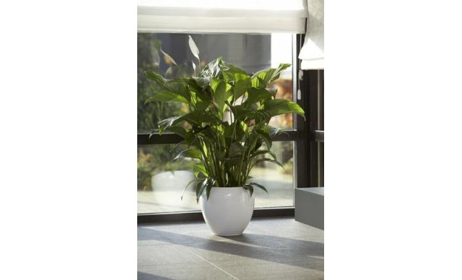 Spathiphyllum Bingo Cupido (Lepelplant), pot 17 cm - afbeelding 1