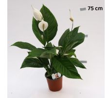 Spathiphyllum Bingo Cupido (Lepelplant), pot 17 cm - afbeelding 2